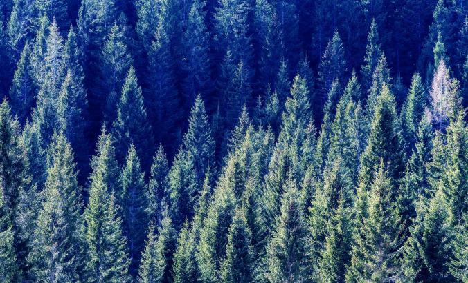 森林追消碳