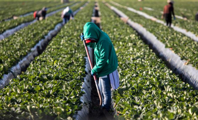 草莓田中绿色运动衫女农工与铲子和其他农场工人并排草莓植物背景