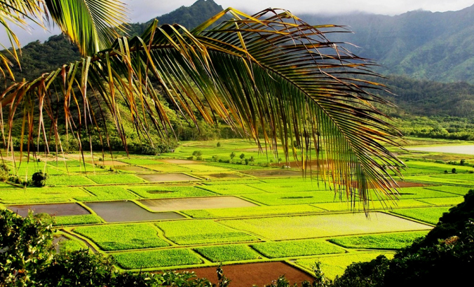 夏威夷被洪水淹没的芋头田，叫做kalo lo'i。