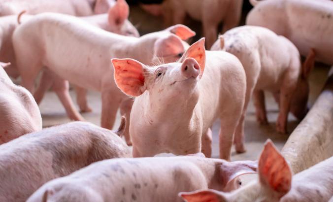 农场里的一群小猪，正在等待喂食。