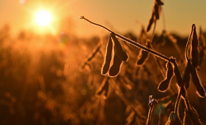 Soy in the sun