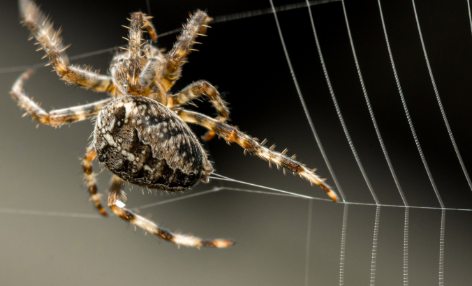 Close up of a spider building a web