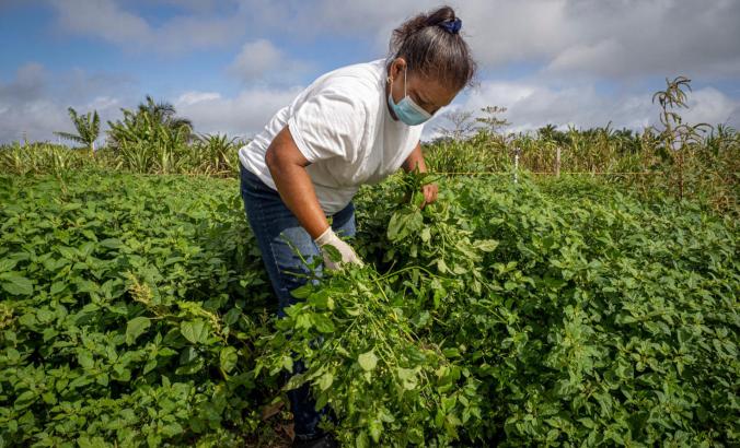 Farmer in field picking