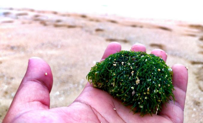 A person holding seaweed on a beach in Indonesia.