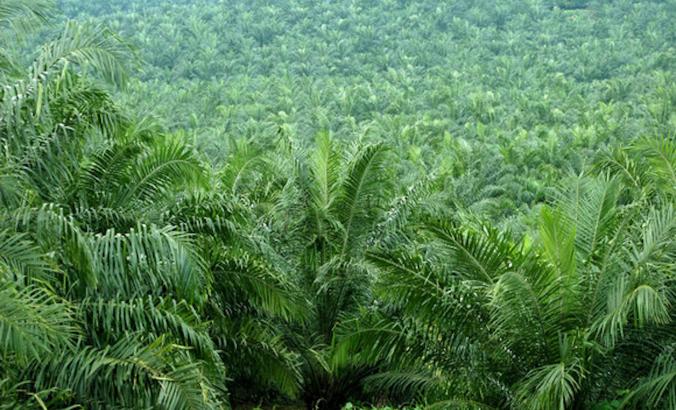 ferns of a oil palm