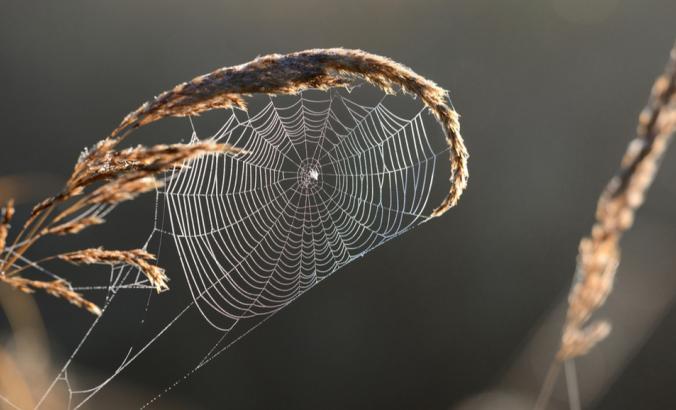 蜘蛛网和水滴特写