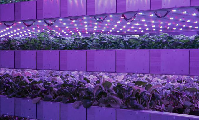 Trays of leafy greens in purple light