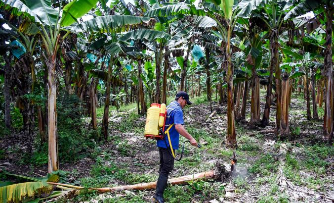 Man spraying in jungle