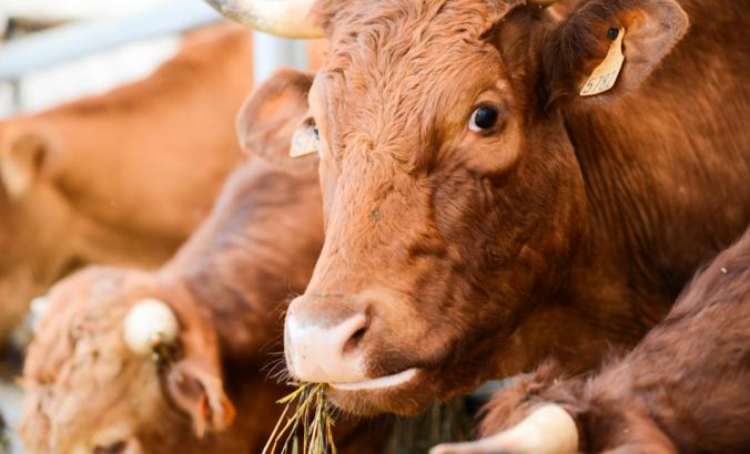 Close up of brown cattle