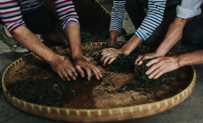 Numi茶工人分离叶子