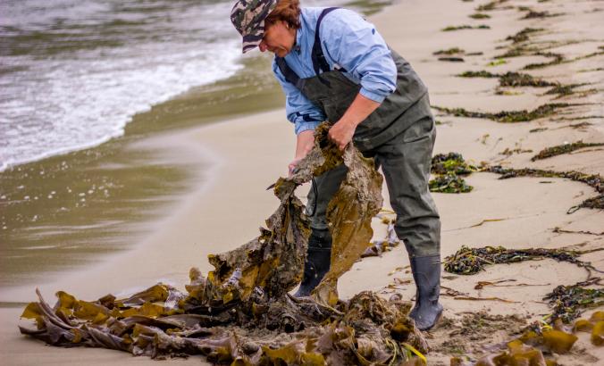 Kelp Harvest