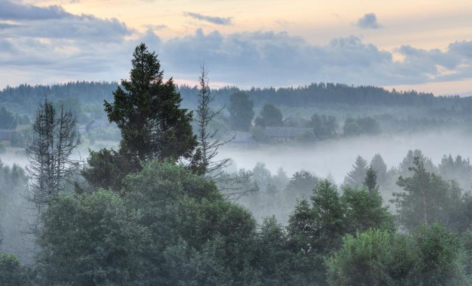 Foggy Forest