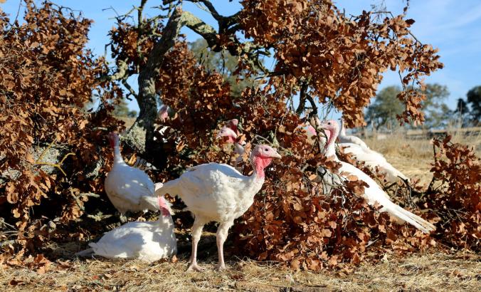 turkeys in front of bush