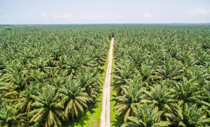 Palm oil plantation